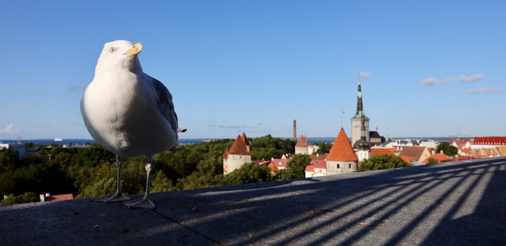 Old city, Tallinn, Estonia