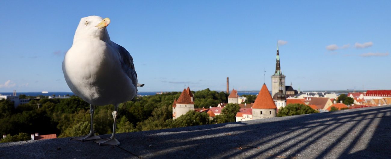 Old city, Tallinn, Estonia