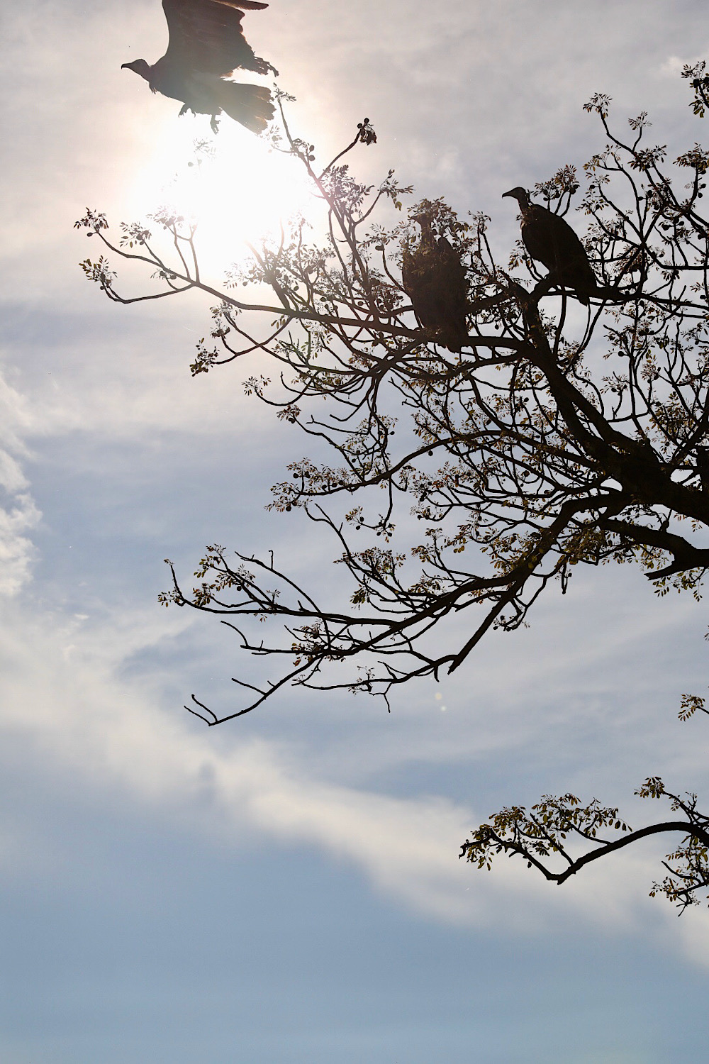 Vulture, Kruger National Park