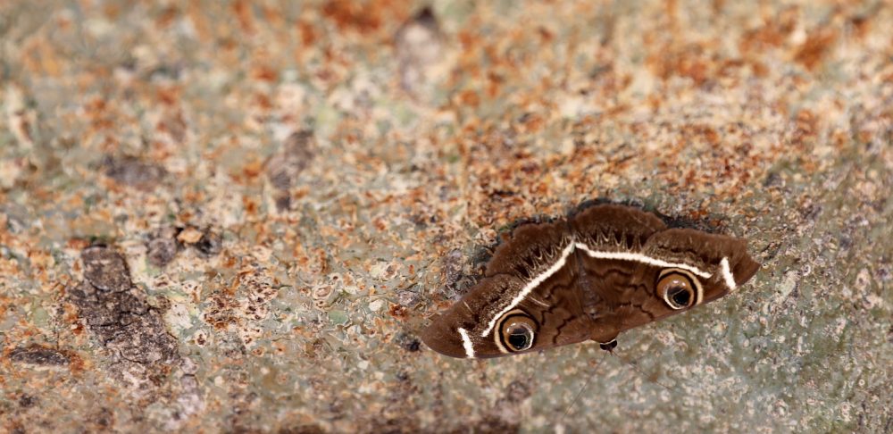 Moth, Kruger National Park