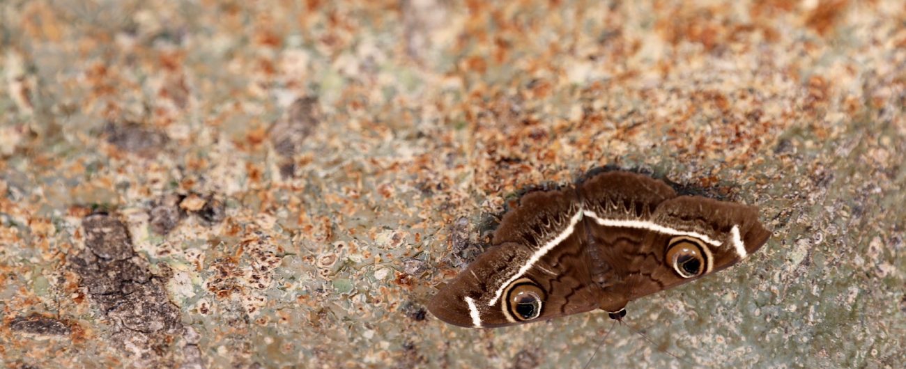 AAC27F4C-5881-4EEF-BB85-E8CD1470DCF9 Moth, Kruger National Park
