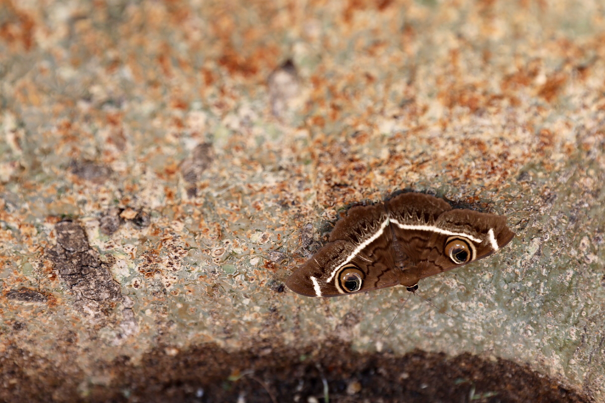 Moth, Kruger National Park