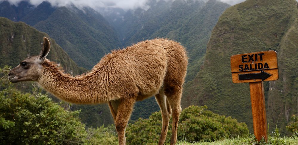 Machu Picchu