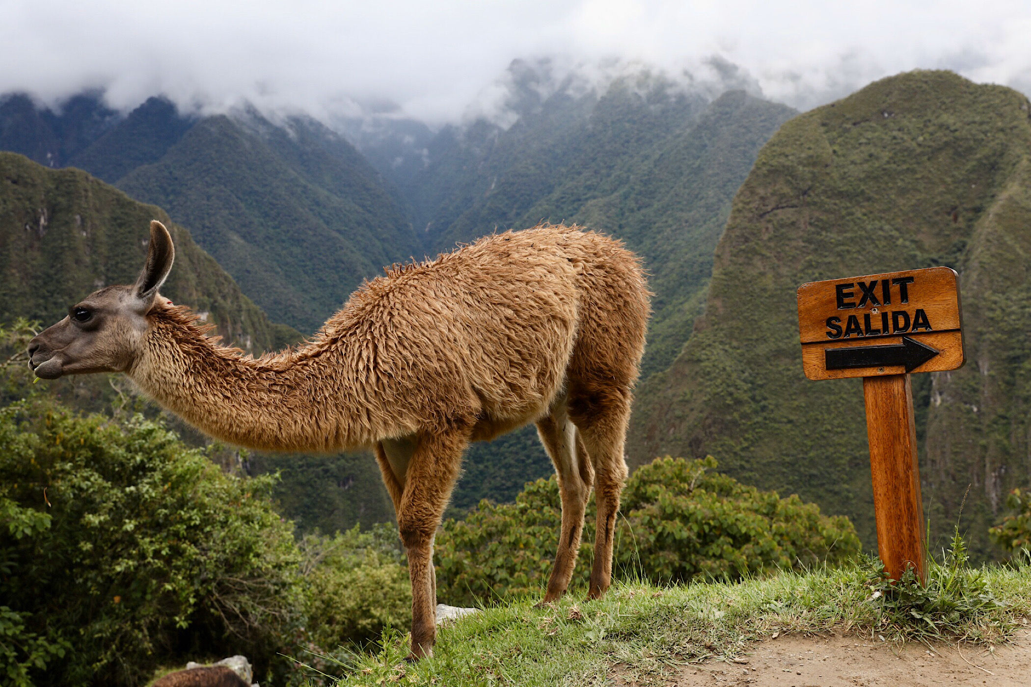 Machu Picchu