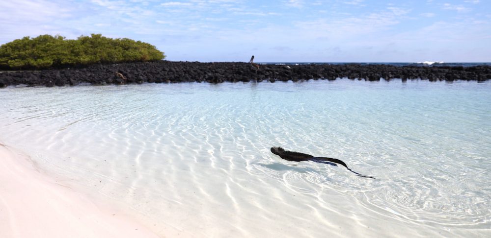 Tortuga Bay, Santa Cruz, Galapagos