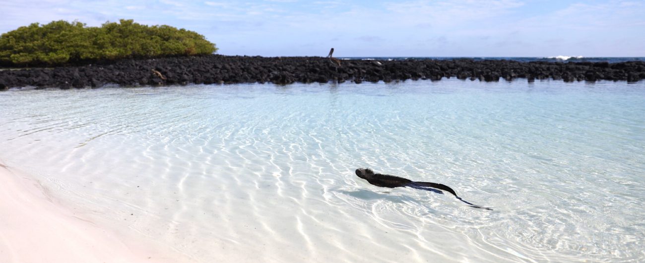 Tortuga Bay, Santa Cruz, Galapagos
