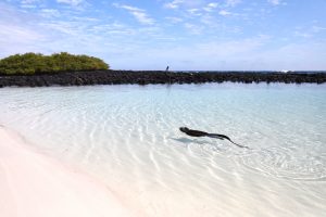 Tortuga Bay, Santa Cruz, Galapagos